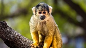 Саймири (Беличьи обезьяны) - интересные факты