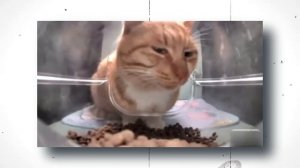 КОТ ОСУЖДАЕТ ВЗГЛЯДОМ - ОТКУДА МЕМ?