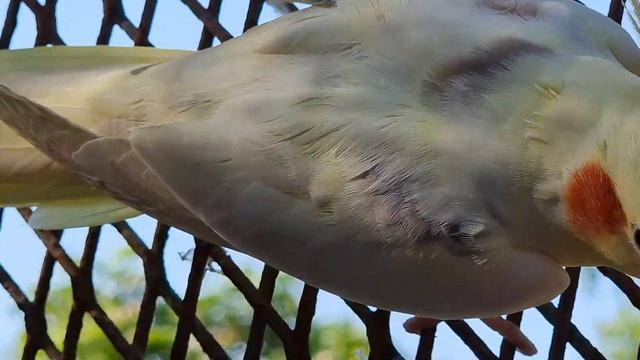 Le Meridien | Попали в клетку к попугаям... | Если любит — вернётся? | Мини-клуб и бронь а-ля карт смотреть онлайн