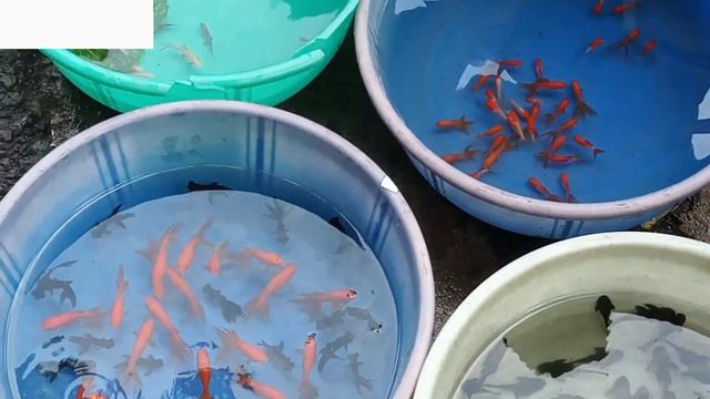 Fish Market Galiff Street lGaliff Street Fish Market l Bagbazar Fish Market #galiffstreetfishmarket