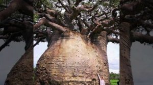 Поль Мориа (игрушка)