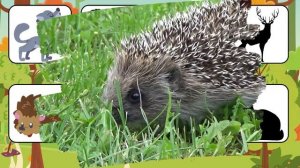 Угадай животных ! Развивающие мультики для самых маленьких Изучаем животных Лесные животные