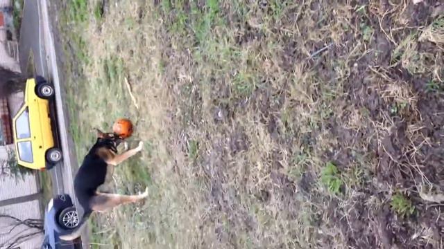 Собака загрызла мяч! смотреть онлайн