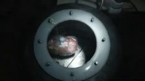 рулька в автоклаве