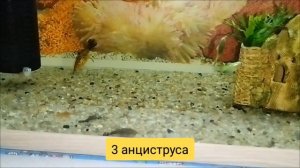 Начинающий аквариумист)))