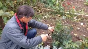 Как подготовить розу к зиме