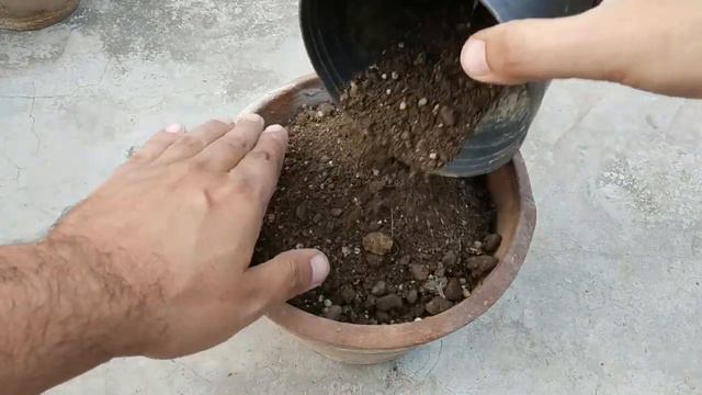 साईप्रस वाइन / स्टार ग्लोरी (Cypress Vine/Star Glory) को बीज से कैसे उगाये - P1 смотреть онлайн