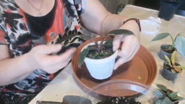Ароидные. Пересадка. Обзор грунта из магазина.