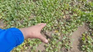 КАК ДЕЛАТЬ ПУЧКИ ДЛЯ ПРОДАЖИ РЕДИСКИ