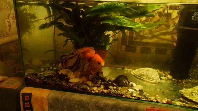 Рыбка плавает смотреть онлайн