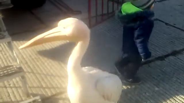 Кисловодск прикол смотреть онлайн