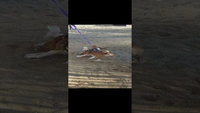 Щенок американского кокера спаниеля на поводке играется с щенком Басенджи 10 месяцев на площадке. смотреть онлайн