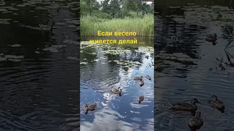 Если весело живётся делай топ