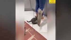 Забавные животные Топ-50 вирусных видео Часть-7, Смешные собаки, Кошки, Домашние животные И вирусные