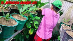 25 Jenis Tanaman Anthurium