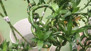 Бамбук Спиральный Драцена Сандеро