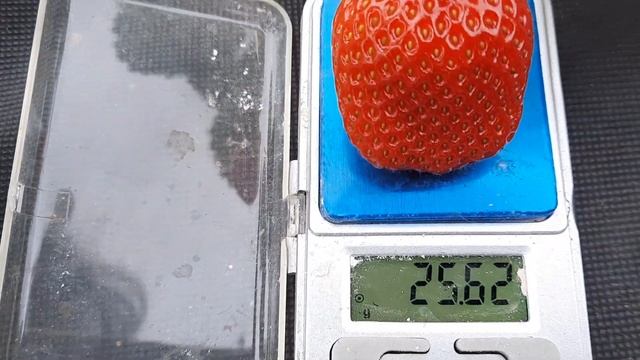 Отличный НСД сорт клубники Хадемар смотреть онлайн