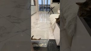 Знакомство суриката и кота