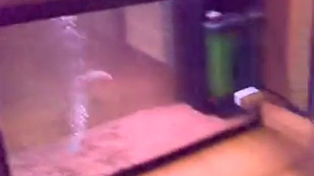 Piranha attack - impressive RB's (Pygocentrus Nattereri) смотреть онлайн