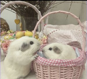 Питомник «СвиноМорье» - у нас здоровые и ручные морские свинки.