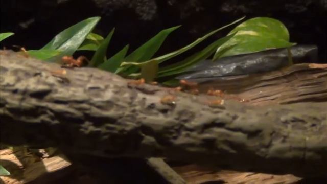 Большая муравьиная ферма смотреть онлайн