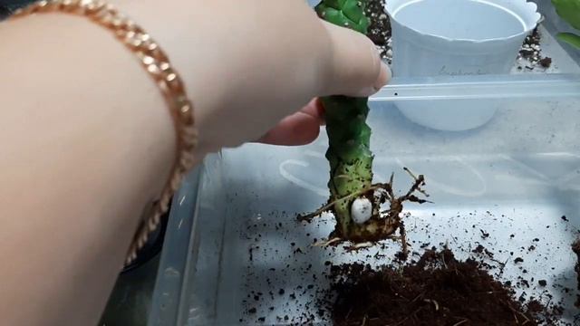 Новинки в моей коллекции. смотреть онлайн