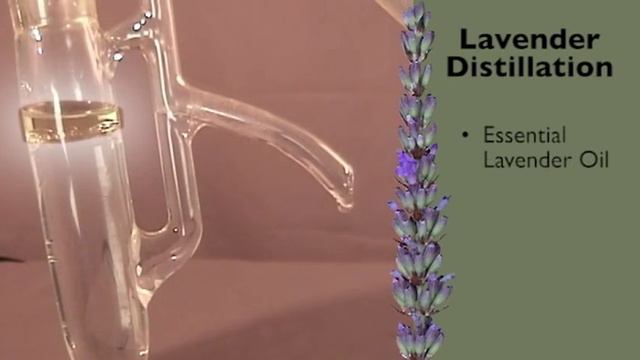 FINAL - lavender distillation.mp4 смотреть онлайн