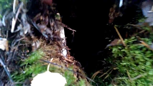 #втренде#строимдом .Лес. осенний лес..Строим дом в лесу своими руками .Дом для ежика из мха мох смотреть онлайн