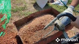 Выгонка тюльпанов, подготовка опилок, проверенный способ