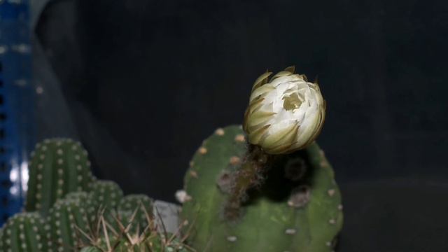 Domino Cactus blooming. (Echinopsis Subdenudata)