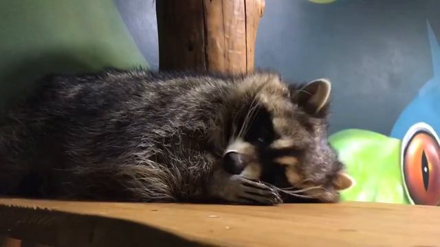 Как енот моет лицо смотреть онлайн