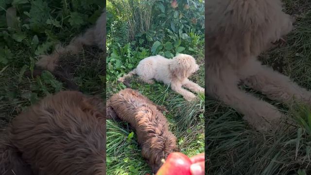 Apple Farm #dogs #apple#poodle #poodlepuppies