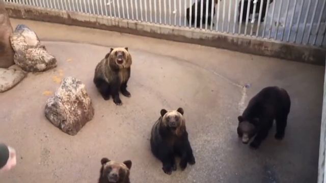 Прогулка в BearTreePark || Coffee Korea смотреть онлайн