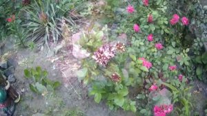 Роза Фокус Покус