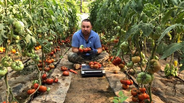 Обзор черного томата Maverick F1 (Маверик F1) смотреть онлайн