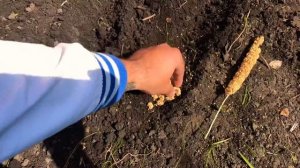 Как посадить чумизу и сенегальское просо