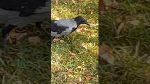 ВОРОНЫ УМНЫЕ И ГОЛУБИ.