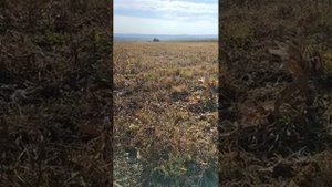 дискование по стерне кукурузы с МТЗ 82 и БДСТ 2.5