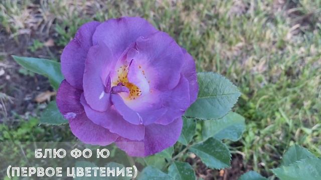 Розы с простыми и полумахровыми цветами в моём саду. (Урал, 3 зона) смотреть онлайн