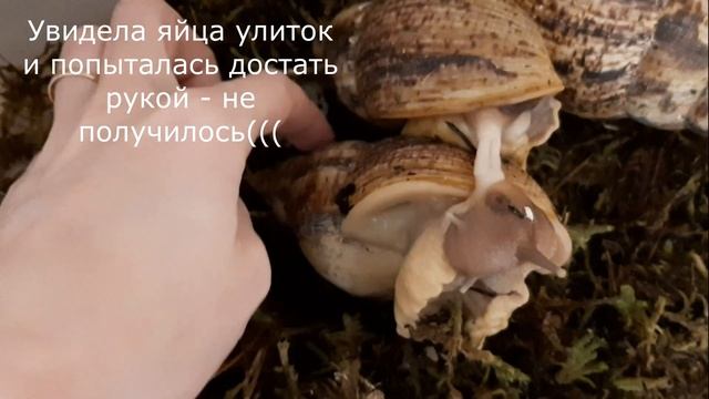 КАК РАЗМНОЖАЮТСЯ УЛИТКИ АХАТИНЫ? / СПАРИВАНИЕ УЛИТОК АХАТИН ?/ БРАЧНЫЕ ИГРЫ УЛИТОК❤???? смотреть онлайн