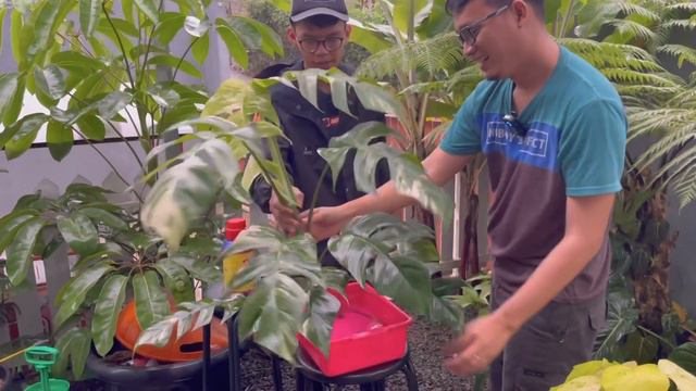 DA #3 : SAATNYA DIPOTONG, PINDAH KE GREENHOUSE BARU смотреть онлайн