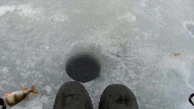 Белоярка АНГАР, ехали за чебаком, а наловили 🔩