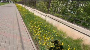 Парк в Алых Парусах