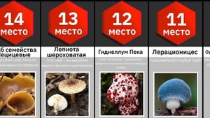 Самые редкие грибы в МИРЕ😱
