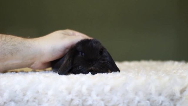 ДВ Шайла, минилоп, черный, самка смотреть онлайн