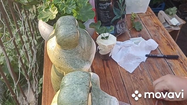 УТРО НАЧИНАЕТСЯ С УПАКОВКИ ПЕЛАРГОНИЙ // ВАЦАП ДЛЯ ЗАКАЗА 8-915-245-81-59 ПИСЬМЕННО смотреть онлайн