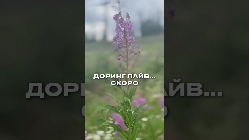 Скоро Доринг Лайв #doring #shorts #путешествие #бизнес