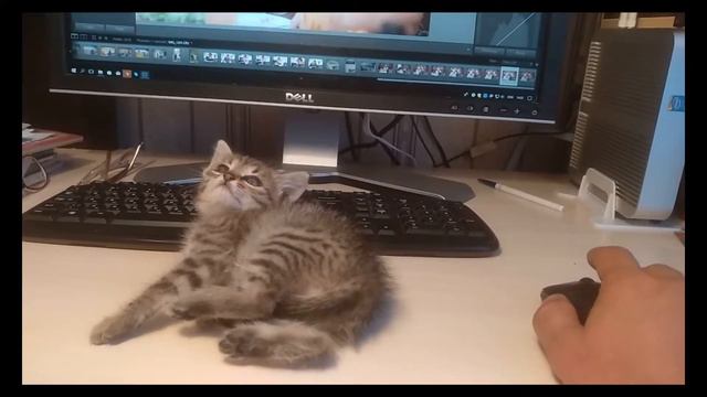 Как мгновенно нейтрализовать очень активного кота