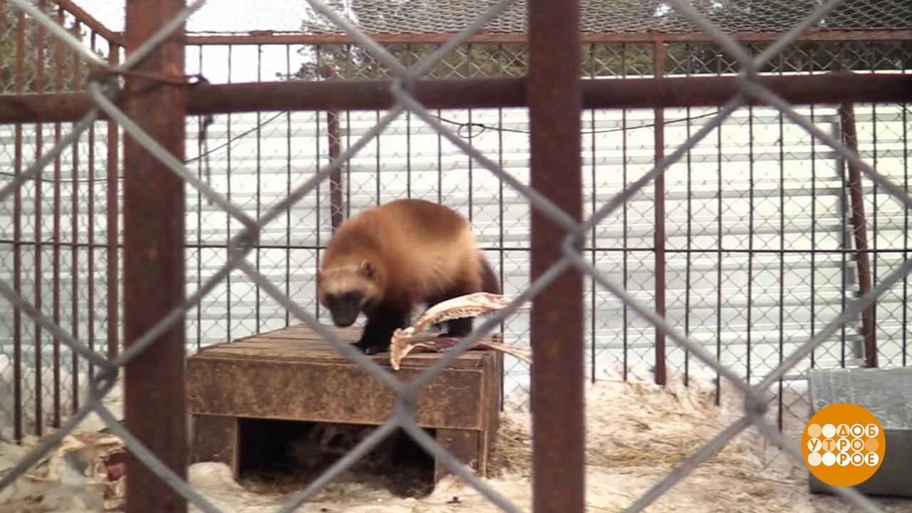 Как приручили росомаху. Доброе утро. Фрагмент выпуска от 30.03.2022