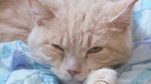 Бездомные, потерянные и брошенные  Животные приюта «Добрые руки» ждут помощи и заботливого хозяина!